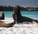 Las nuevas normas de Galápagos establecen distancias mínimas para observar fauna silvestre.