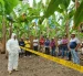 Técnicos reforzarán la vigilancia y prevención de plagas que afectan a cultivos agrícolas en Ecuador.
