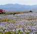 Una camioneta circula por una carretera bordeada de flores silvestres en el desierto de Atacama, cerca de Copiapó, Chile, el 17 de septiembre de 2026.