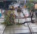 Un árbol cayó sobre una calle en la ciudadela La Atarazana, en el norte de Guayaquil, la mañana de este miércoles 23 de septiembre