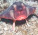 El pez murciélago de labios rojos (Ogcocephalus darwini) se desplaza sobre el fondo marino de Galápagos mediante sus aletas modificadas.