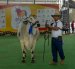 Chone recibirá el Mundial del Cebú desde el próximo 19 de octubre