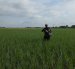 El arroz de verano recolectado en la Costa registra mermas atribuidas a problemas de vaneamiento por altas temperaturas y a la presencia de la bacteria Burkholderia glumae.