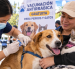 Referencia. Perros y gatos mayores de tres meses podrán recibir gratuitamente la vacuna antirrábica durante la jornada nacional que recorrerá Ecuador.