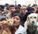 Familias quiteñas podrán acudir con sus mascotas a la tradicional bendición que se realizará en la Plaza de San Francisco este sábado especial.