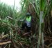 Un agricultor trabajando en la zafra en Ecuador.