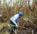 Trabajadores cumplen una jornada en una cosecha de caña de azúcar.