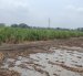 Producción. Las lluvias obligaron a los ingenios a suspender la zafra.
