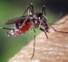 El tratamiento del dengue se enfoca en controlar los síntomas y vigilar posibles signos de alarma.