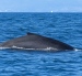 El avistamiento de ballenas en Puerto López suele extenderse hasta octubre de cada año.