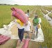 Agricultores trabajando en un cultivo de arroz.