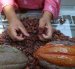 Productores y exportadores coinciden en pedir voz en la ley del cacao, aunque debaten sobre precios.