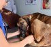 El rescate de la perrita se realizó bajo la lluvia y por un terreno complicado hasta llegar a un punto seguro.