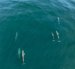 Una ballena azul adulta junto a su cría fue registrada a inicios de septiembre en Punta Pitt, San Cristóbal.