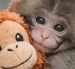 La obra será publicada por la editorial Gakken y reunirá fotografías, relatos y contenido educativo sobre la especie.