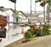 668 palmeras han sido retiradas durante el proceso de reconversión.