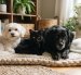 Perros y gatos negros o blancos requieren mayor atención durante octubre, especialmente ante la cercanía de Halloween.