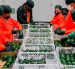 Trabajadores de una empacadora revisan la calidad del aguacate previo al envío internacional