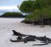 Tortuga Bay, en la isla Santa Cruz, tendrá restricciones temporales por el fuerte oleaje.