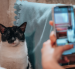 Un usuario fotografía a un gato con Cat Collector para convertir el encuentro en una tarjeta digital coleccionable.