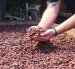 El cacao en el proceso de secado.