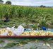 Agricultores usan canoas para cosechar maíz de un cultivo inundado en la provincia de Los Ríos.