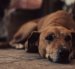 Organizaciones y ciudadanos exigen que se investigue la muerte de un perro en Machala y se determinen responsabilidades.