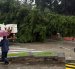 Un árbol cayó en el sector de Lomas de Urdesa, dejando sin luz al sector por horas.