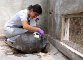 Luego del incidente, la tortuga quedó con el carapacho roto e incluso provocó que una parte de este se incrustara en su cuerpo.