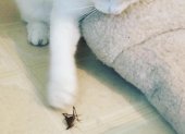 Evita que tu gato coma un grillo, porque eso le puede provocar problemas de salud.