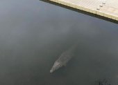 El cocodrilo. Apareció la tarde del sábado ante la mirada de los visitantes.