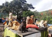 Los rescatistas piden ayuda para encontrar un nuevo lugar donde cuidar a las mascotas.