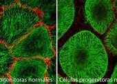 celulas progenitoras normales y mutantes.