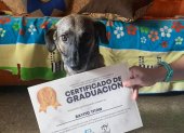 Rayito obtuvo el diploma que acredita que terminó con éxito su entrenamiento virtual.