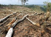 Escenario. La tala indiscriminada no ha podido ser controlada en el país.