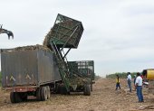 En el ingenio Valdéz se esperan cosechar 1,9 millones de toneladas de caña de azúcar.