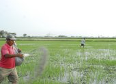 El arroz necesita varios tipos abonos.