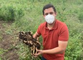 Hacienda. Luis Calzada,  ingeniero agrónomo, muestra el jengibre que cosecha en la provincia de Los Ríos.