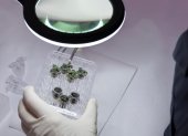 Un equipo estadounidense de científicos ha logrado por primera vez cultivar plantas en muestras de regolito lunar, lo que supone un avance de cara a hacer más autosuficientes las misiones espaciales en el futuro.