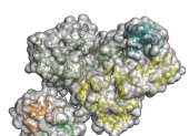 Representación de la estructura de la proteína Pol del VIH.