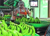 Labor.- El trabajo que se hace antes de que el banano sea empacado para ser exportado.