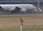 Aeropuerto. En la pista de aterrizaje se observan algunas clases de aves que merodean a lo largo del sitio.