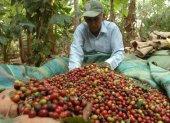 Cosecha. Un agricultor, en Ecuador, trabaja en la recolección de los granos de café en su hacienda.