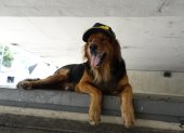 Tommy es un perro mestizo que llegó a Ecuador desde Venezuela.