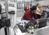 Hecho. Los animales atendidos en el Centro de Bienestar Animal, según afirma este ente, llegan a 300 al día. La mayoría llega por consultas, y otros para ser operados.