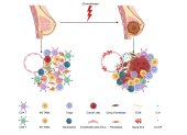 Un equipo internacional de investigadores ha demostrado cómo la quimioterapia despierta células cancerosas latentes (a la izquierda), lo que provoca el crecimiento del tumor (a la derecha).