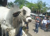 Concurso. A pesar de la coyuntura por la que pasa Ecuador, en este 2024 se mantendrá el concurso del mejor ganado. Se espera que la ciudadanía asista al evento.