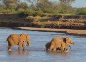Elefantes cruzando el río Ewaso Ewaso Ng"iro (Samburu, Kenia).