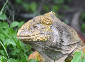 Iguana rosada de Galápagos.