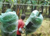 Una hacienda con cultivos de banano en Ecuador.